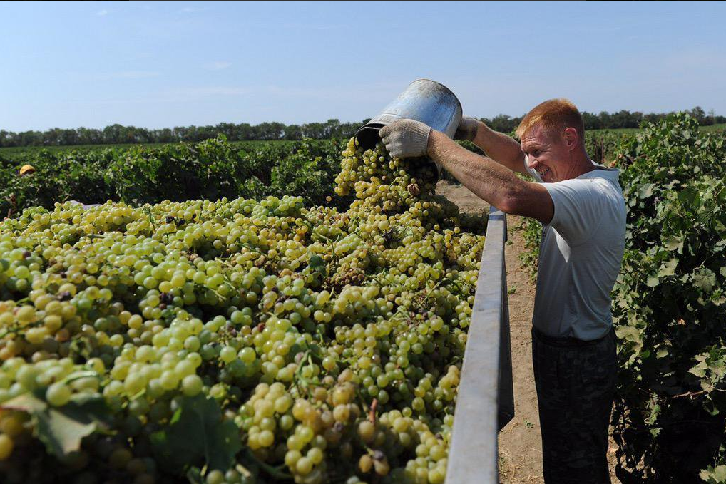 Сбор винограда на плантации "Фанагория"